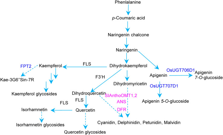 Integrating multiomics data accelerates elucidation of plant primary and secondary metabolic pathways