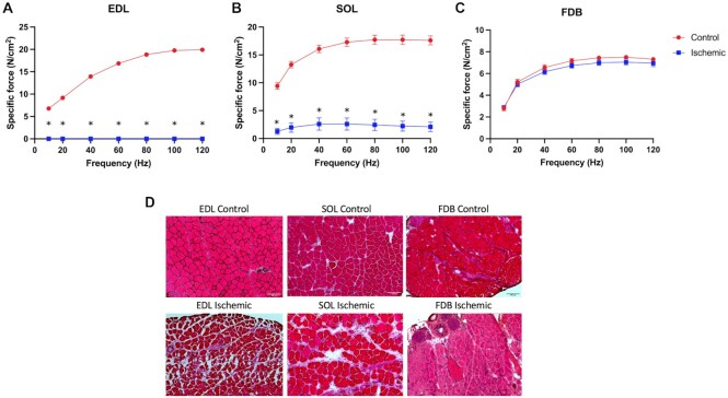 Hypoxia Resistance Is an Inherent Phenotype of the Mouse Flexor Digitorum Brevis Skeletal Muscle.