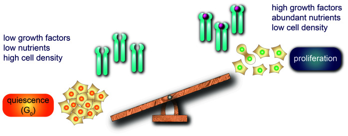 Cell cycle exits and U-turns: Quiescence as multiple reversible forms of arrest.