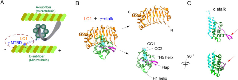 Regulation of motor activity of ciliary outer-arm dynein by the light chain 1; Implications from the structure of the light chain bound to the microtubule-binding domain of the heavy chain.