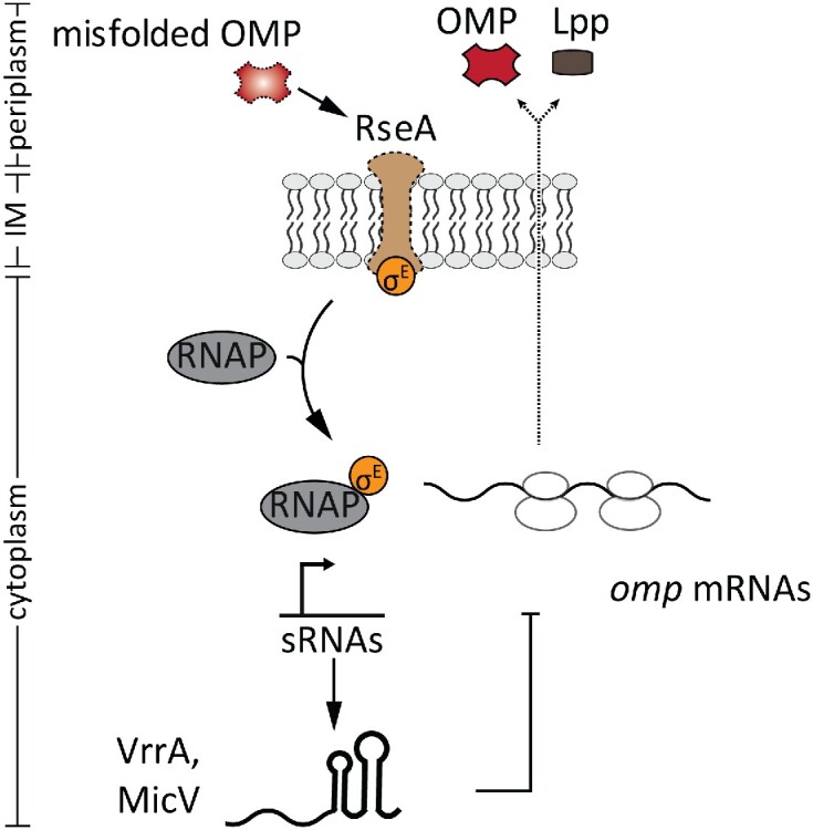 Small regulatory RNAs in <i>Vibrio cholerae</i>.