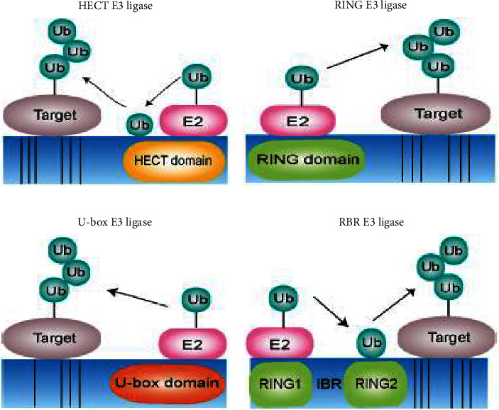 The Role of Ubiquitin-Proteasome System in the Pathogenesis of Severe Acute Respiratory Syndrome Coronavirus-2 Disease.