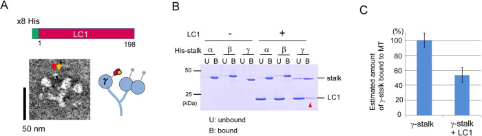 Regulation of motor activity of ciliary outer-arm dynein by the light chain 1; Implications from the structure of the light chain bound to the microtubule-binding domain of the heavy chain.