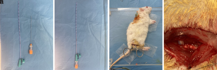 Clinical, electrophysiological, and histomorphological effects of local coenzyme Q10 and vitamin E use in a rat model of peripheral nerve injury.