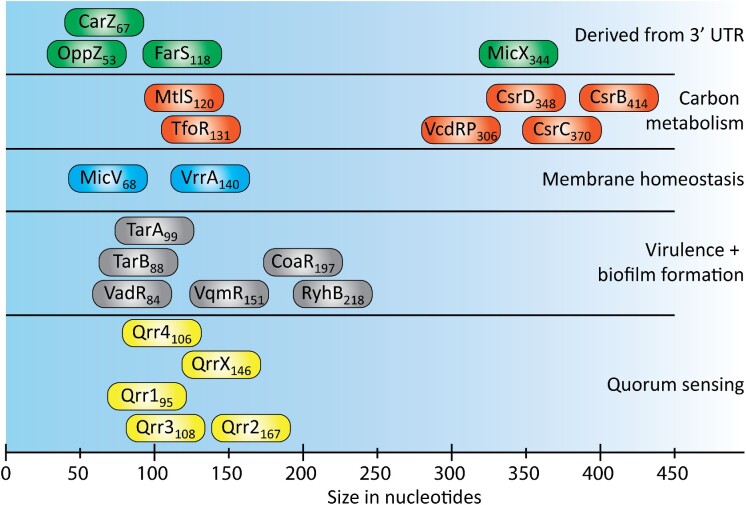 Small regulatory RNAs in <i>Vibrio cholerae</i>.