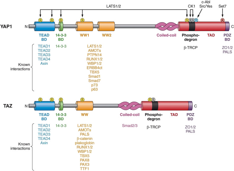 The impact of interaction between verteporfin and yes-associated protein 1/transcriptional coactivator with PDZ-binding motif-TEA domain pathway on the progression of isocitrate dehydrogenase wild-type glioblastoma.