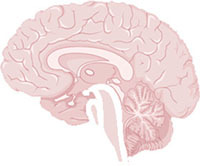 Neural circuit and synaptic dysfunctions in ALS-FTD pathology.