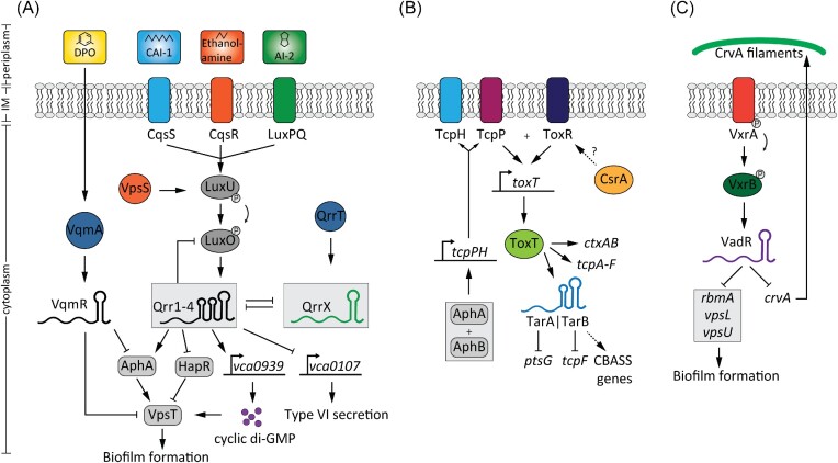 Small regulatory RNAs in <i>Vibrio cholerae</i>.