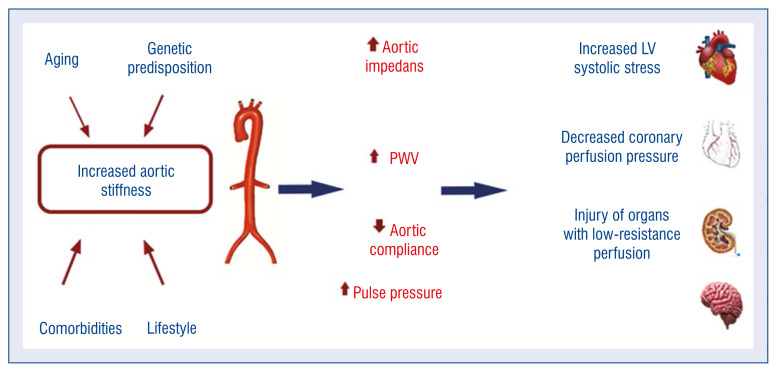 Intravascular ultrasound imaging in evaluation of aortic stiffness: A proof-of-concept study.