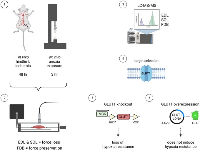 Hypoxia Resistance Is an Inherent Phenotype of the Mouse Flexor Digitorum Brevis Skeletal Muscle.