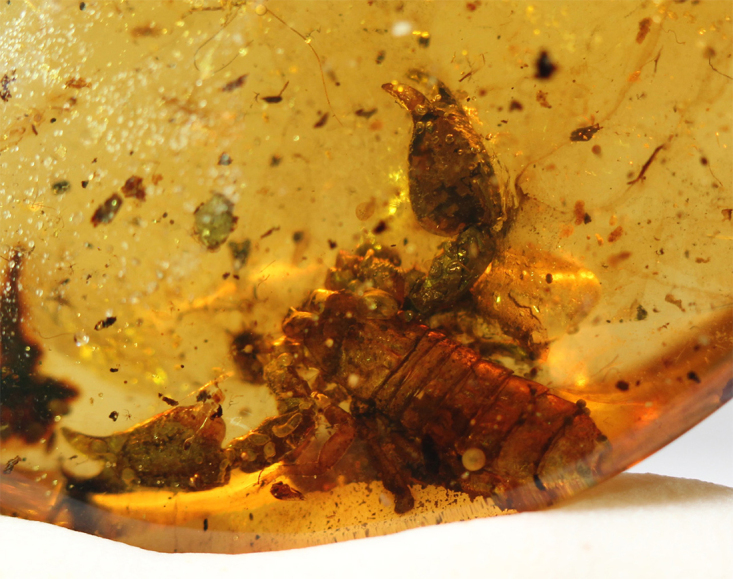 Scorpions trapped in amber: a remarkable window on their evolution over time from the Mesozoic period to present days.