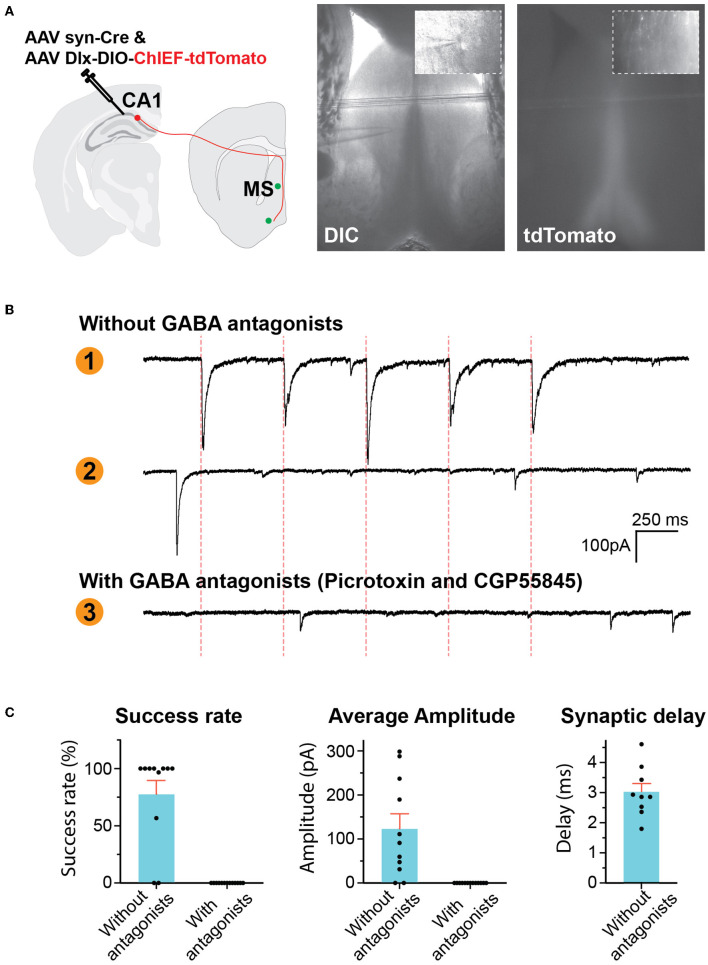 Inhibitory hippocampus-medial septum projection controls locomotion and exploratory behavior.