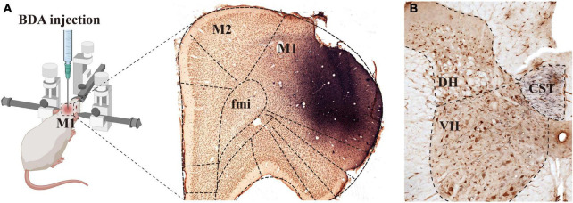 A neural tract tracing study on synaptic connections for cortical glutamatergic terminals and cervical spinal calretinin neurons in rats.