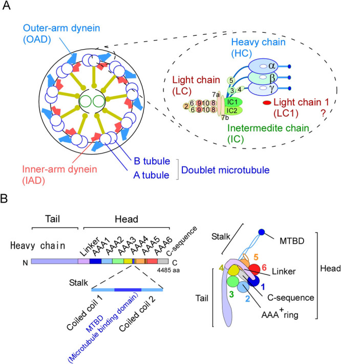 Regulation of motor activity of ciliary outer-arm dynein by the light chain 1; Implications from the structure of the light chain bound to the microtubule-binding domain of the heavy chain.