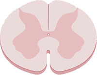 Neural circuit and synaptic dysfunctions in ALS-FTD pathology.