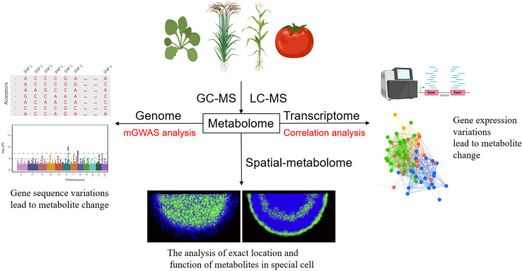 Integrating multiomics data accelerates elucidation of plant primary and secondary metabolic pathways