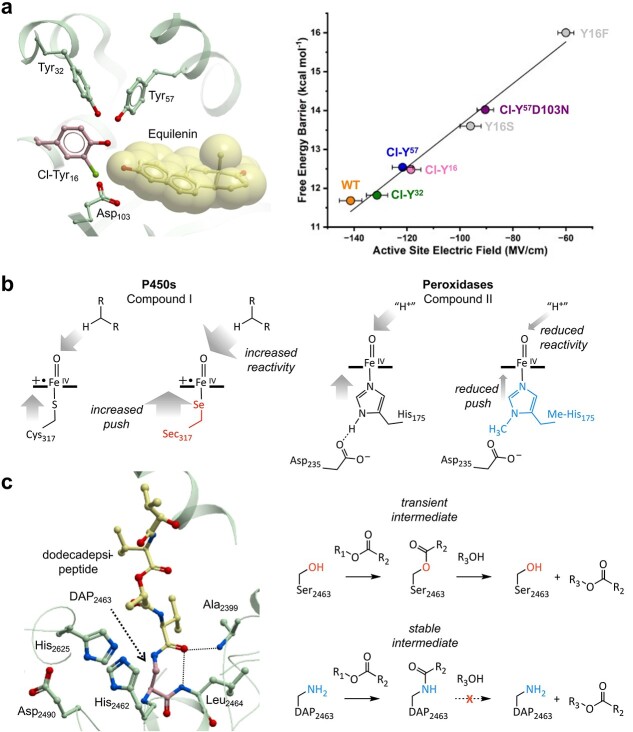 Engineering enzyme activity using an expanded amino acid alphabet.