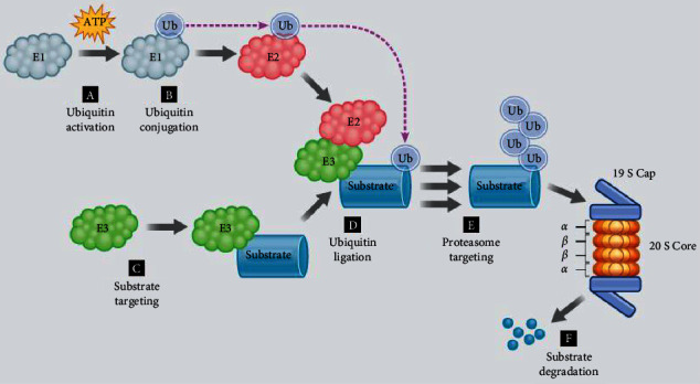 The Role of Ubiquitin-Proteasome System in the Pathogenesis of Severe Acute Respiratory Syndrome Coronavirus-2 Disease.