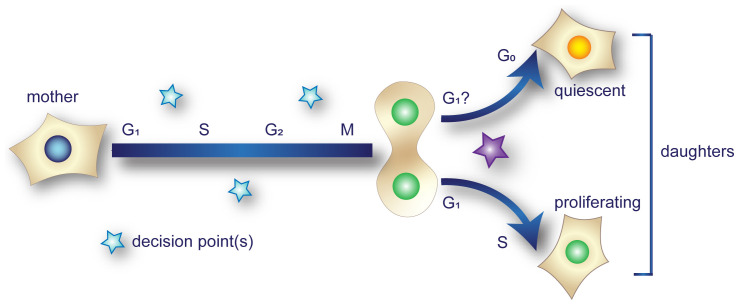 Cell cycle exits and U-turns: Quiescence as multiple reversible forms of arrest.