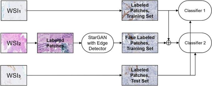 Unsupervised many-to-many stain translation for histological image augmentation to improve classification accuracy