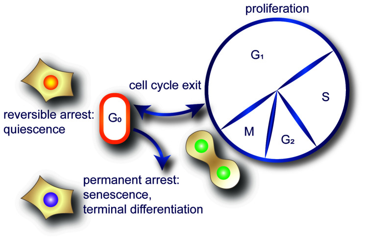 Cell cycle exits and U-turns: Quiescence as multiple reversible forms of arrest.