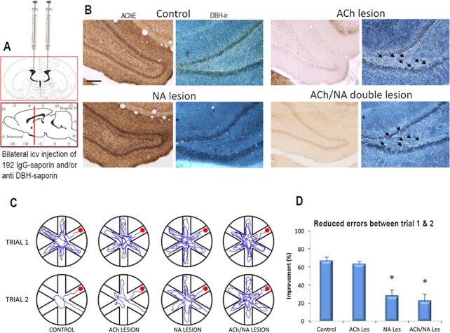 Towards Astroglia-based Noradrenergic Hypothesis of Alzheimer's Disease.