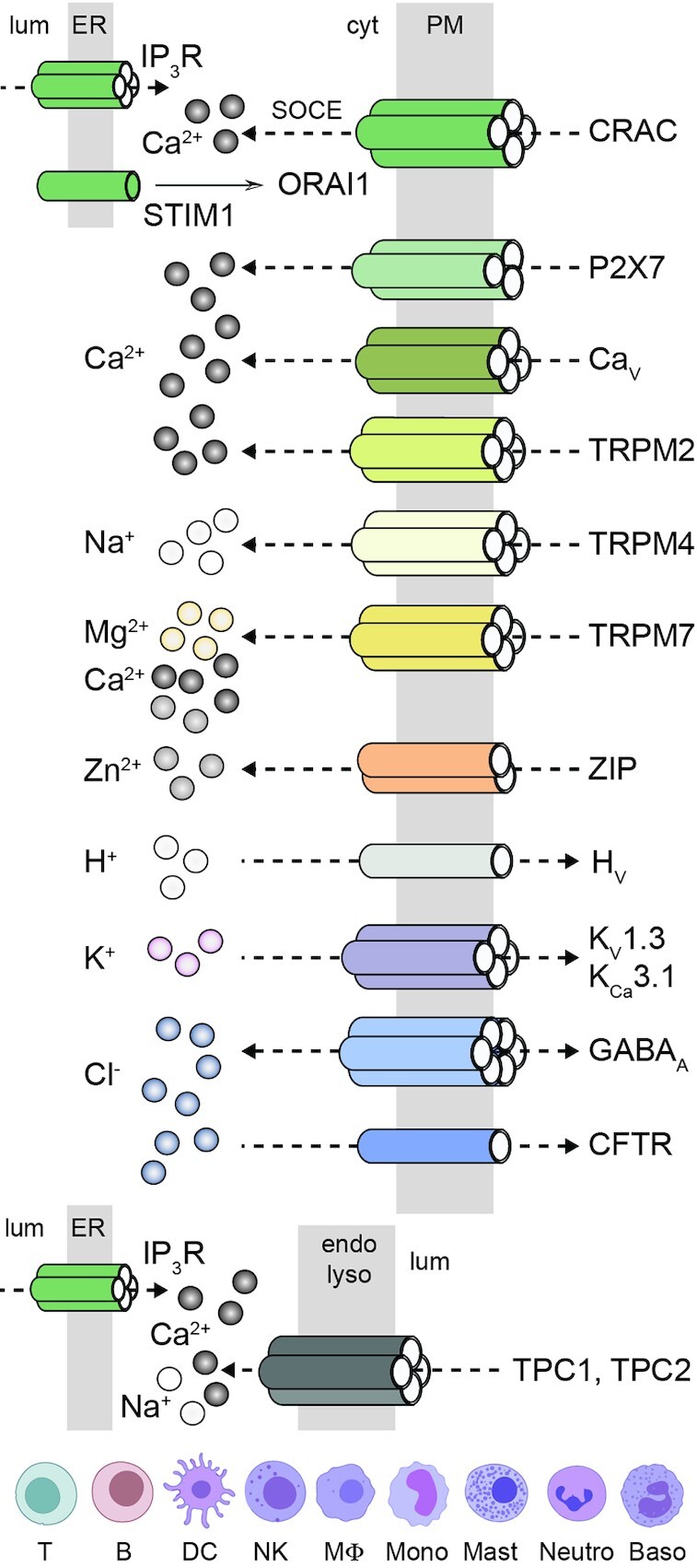 Ion Channels and Transporters in Immunity-Where do We Stand?