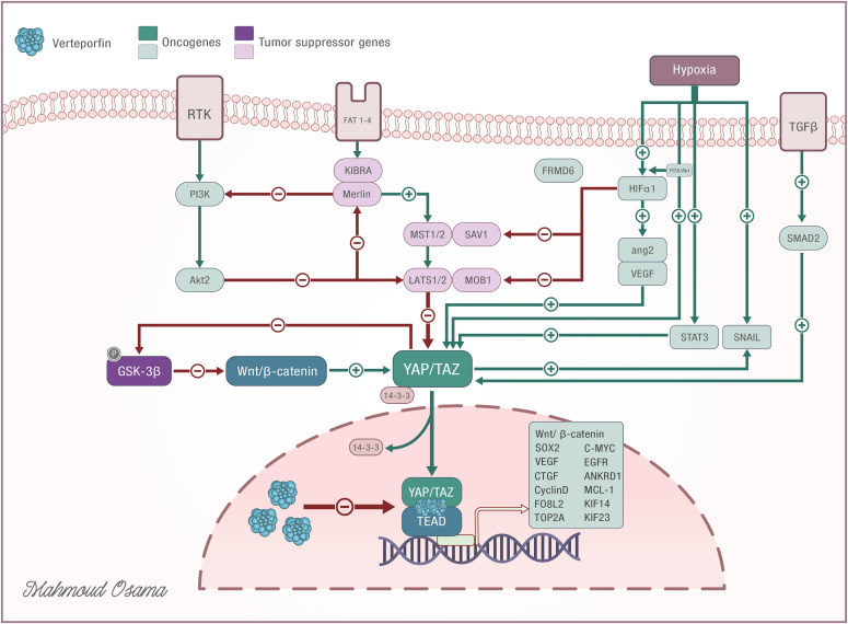 The impact of interaction between verteporfin and yes-associated protein 1/transcriptional coactivator with PDZ-binding motif-TEA domain pathway on the progression of isocitrate dehydrogenase wild-type glioblastoma.