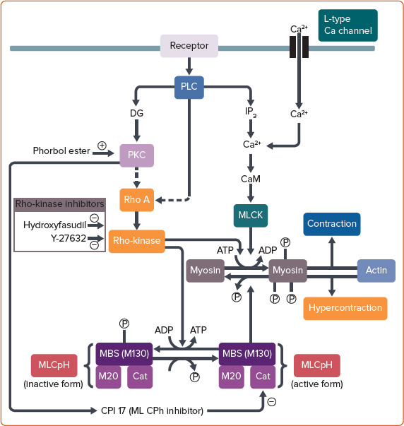 Mechanisms of Coronary Artery Spasm.