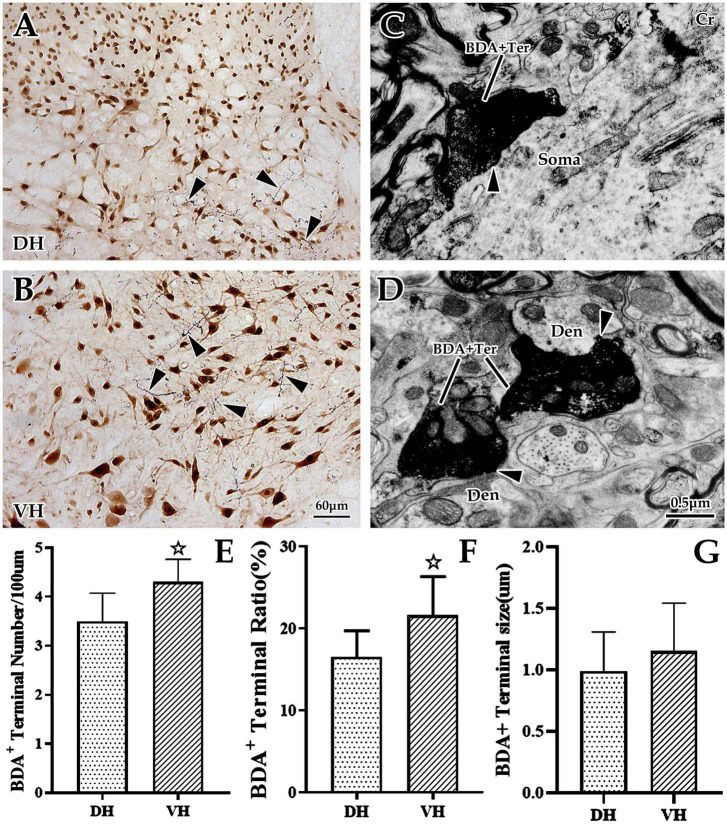 A neural tract tracing study on synaptic connections for cortical glutamatergic terminals and cervical spinal calretinin neurons in rats.