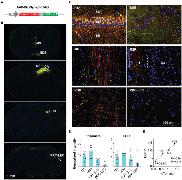 Inhibitory hippocampus-medial septum projection controls locomotion and exploratory behavior.