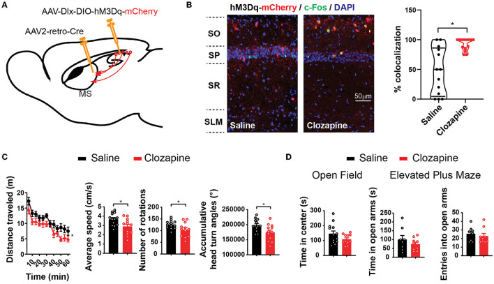 Inhibitory hippocampus-medial septum projection controls locomotion and exploratory behavior.