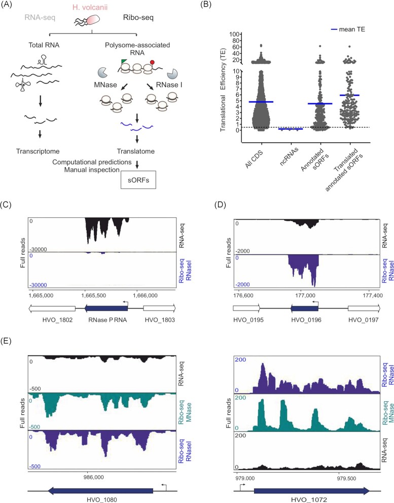 Revealing the small proteome of <i>Haloferax volcanii</i> by combining ribosome profiling and small-protein optimized mass spectrometry.