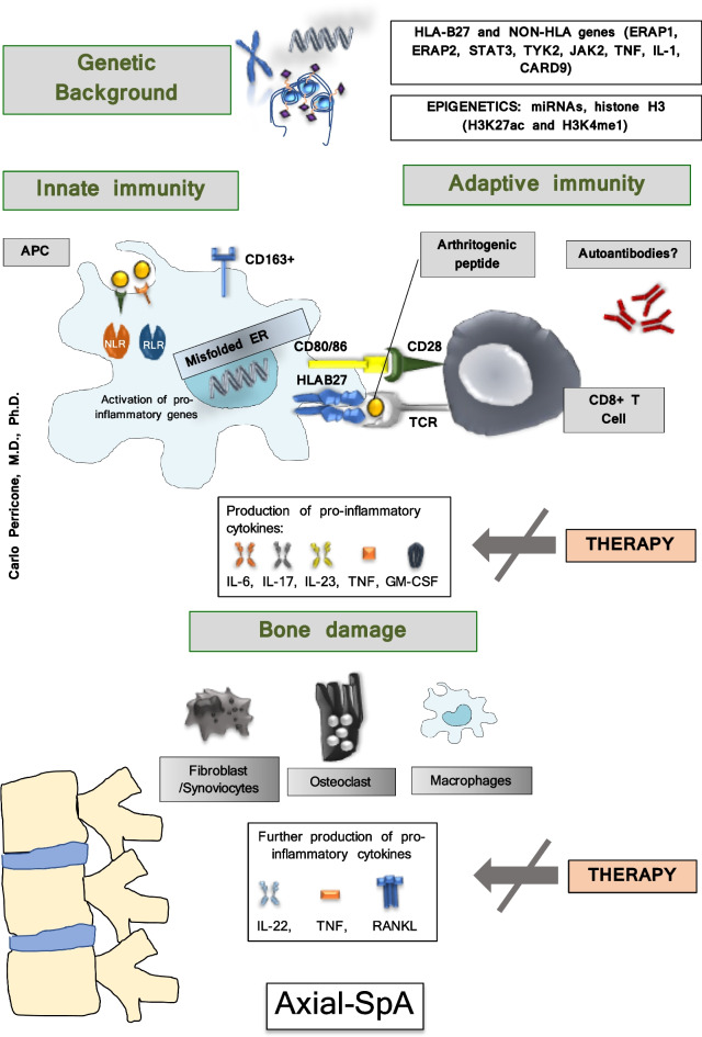 How Has Molecular Biology Enhanced Our Undertaking of axSpA and Its Management.