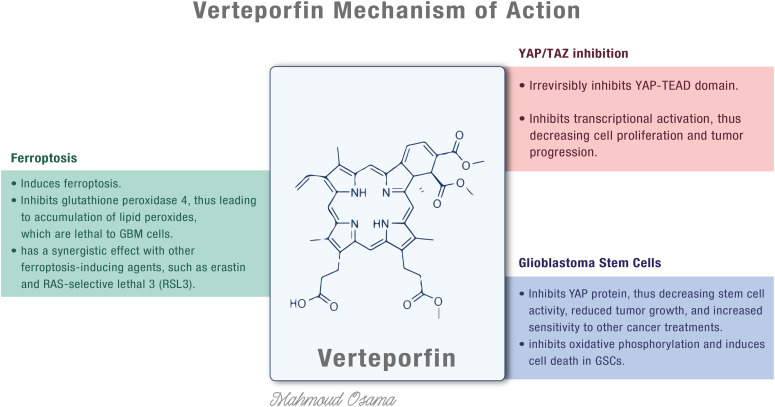 The impact of interaction between verteporfin and yes-associated protein 1/transcriptional coactivator with PDZ-binding motif-TEA domain pathway on the progression of isocitrate dehydrogenase wild-type glioblastoma.