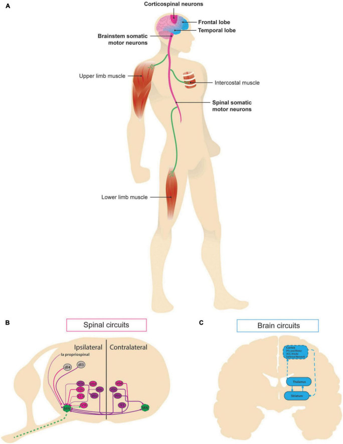 Neural circuit and synaptic dysfunctions in ALS-FTD pathology.