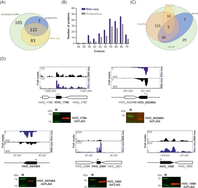 Revealing the small proteome of <i>Haloferax volcanii</i> by combining ribosome profiling and small-protein optimized mass spectrometry.