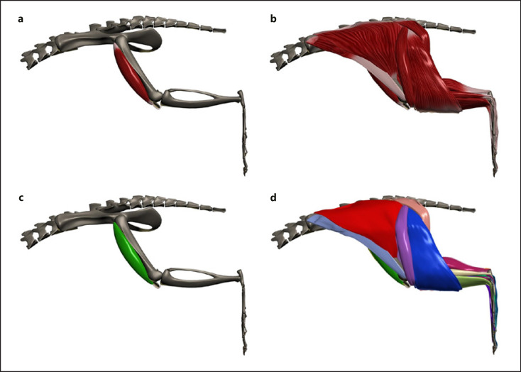 Three-Dimensional Interactive Graphical Model of the Hindlimb Muscles of the Rat.