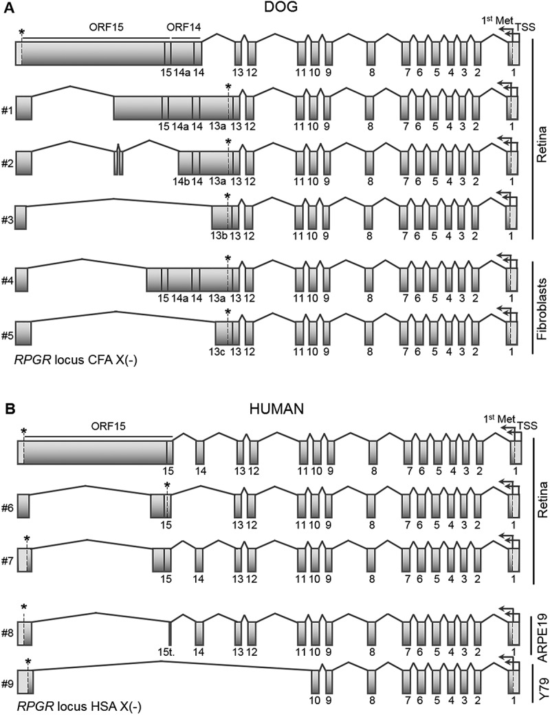 Identification of circular RNAs hosted by the <i>RPGR</i> ORF15 genomic locus.