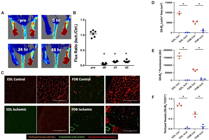 Hypoxia Resistance Is an Inherent Phenotype of the Mouse Flexor Digitorum Brevis Skeletal Muscle.