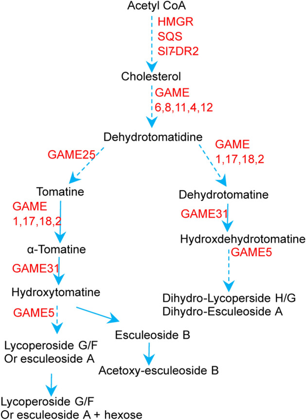 Integrating multiomics data accelerates elucidation of plant primary and secondary metabolic pathways