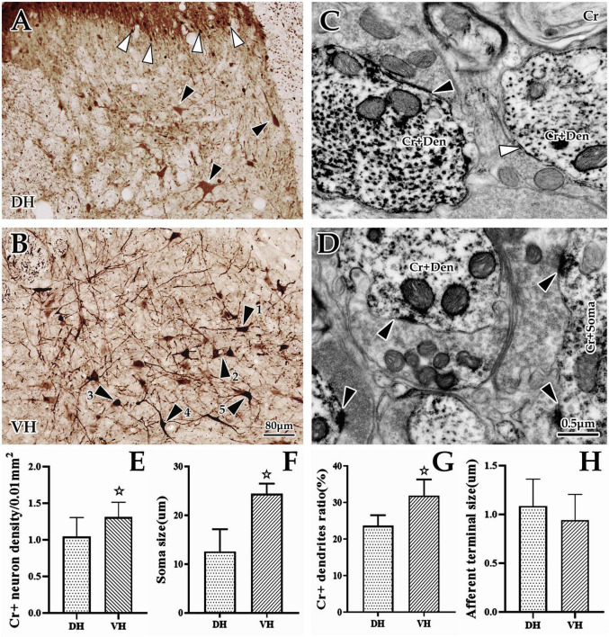 A neural tract tracing study on synaptic connections for cortical glutamatergic terminals and cervical spinal calretinin neurons in rats.