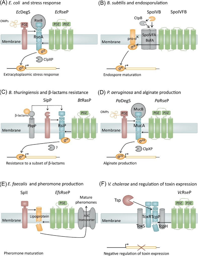 The role of site-2-proteases in bacteria: a review on physiology, virulence, and therapeutic potential.