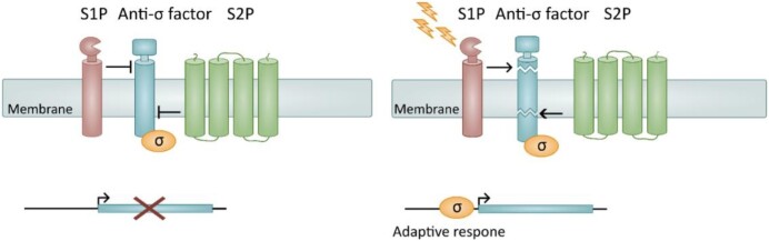 The role of site-2-proteases in bacteria: a review on physiology, virulence, and therapeutic potential.