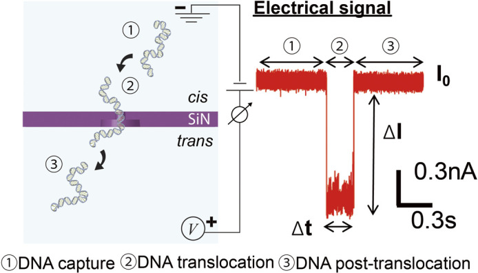 Accelerating biophysical studies and applications by label-free nanopore sensing.