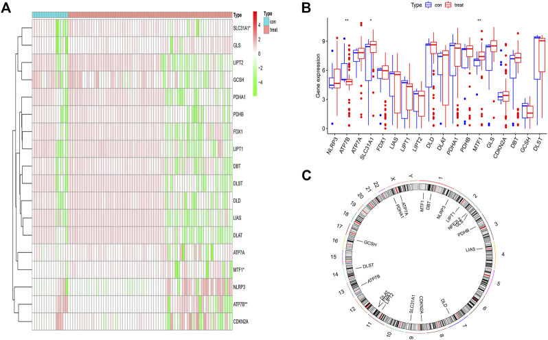 Significance of cuproptosis- related genes in the diagnosis and classification of psoriasis.