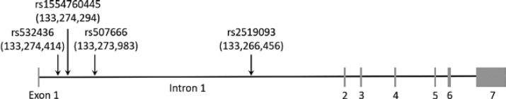 Evaluation of Single Nucleotide Variants in Intron 1 of the ABO Gene as Diagnostic Markers for the A<sub>1</sub> Blood Group.