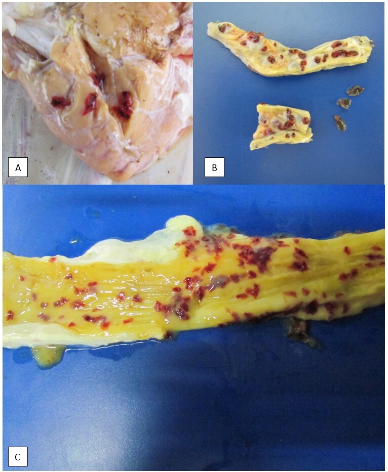 Eurytrematosis in cattle in southern Espírito Santo State, Brazil - case report.