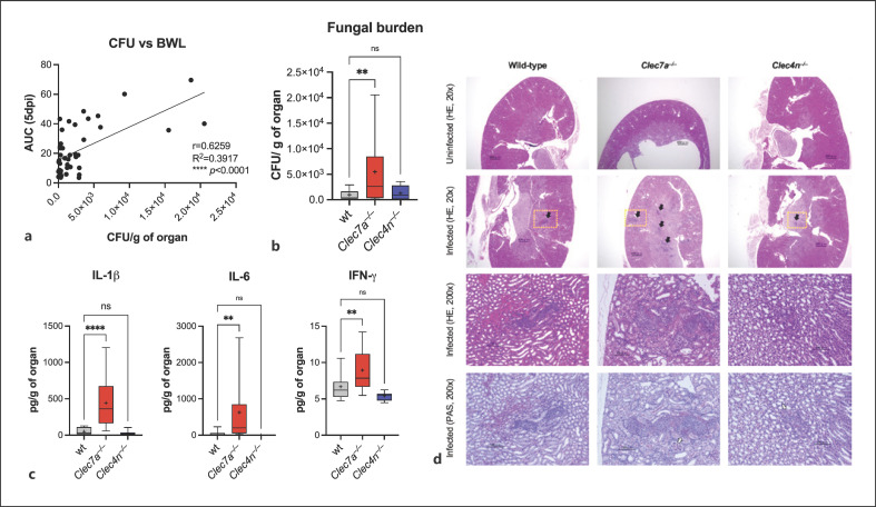 Dectin-1/IL-15 Pathway Affords Protection against Extrapulmonary Aspergillus fumigatus Infection by Regulating Natural Killer Cell Survival.