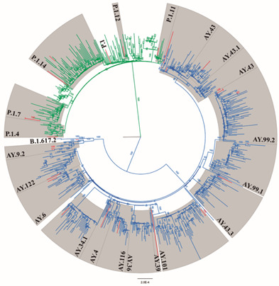 Clinical and epidemiological aspects of Delta and Gamma SARS-CoV-2 variant of concern from the western Brazilian Amazon.